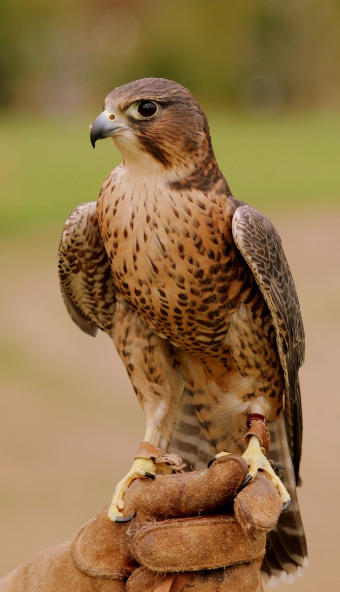 Ястребиные птицы Ленинградской области