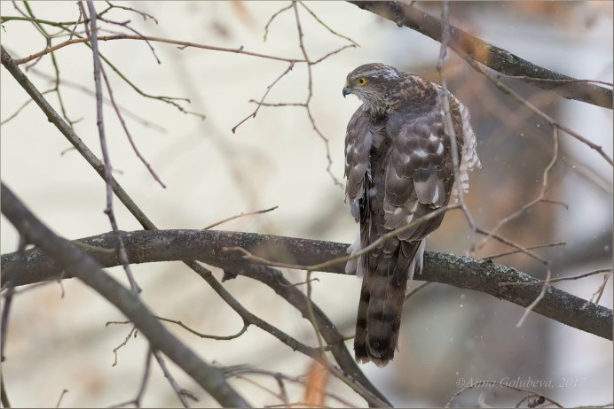 Сапсан самка
