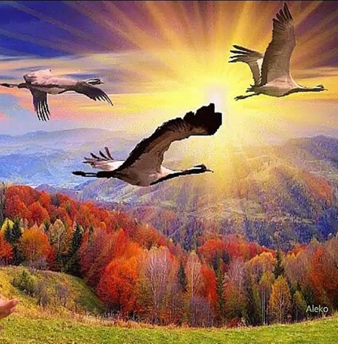 Гусь на озере осень