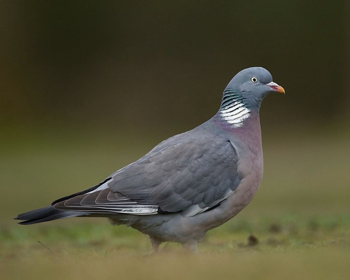 Mourning dove птица