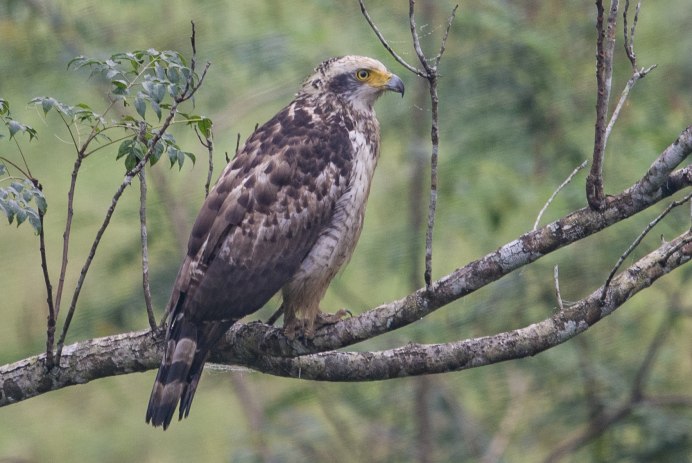 Осоед хохлатый (Pernis ptilorhynchus)