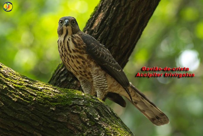 Spizaetus ornatus