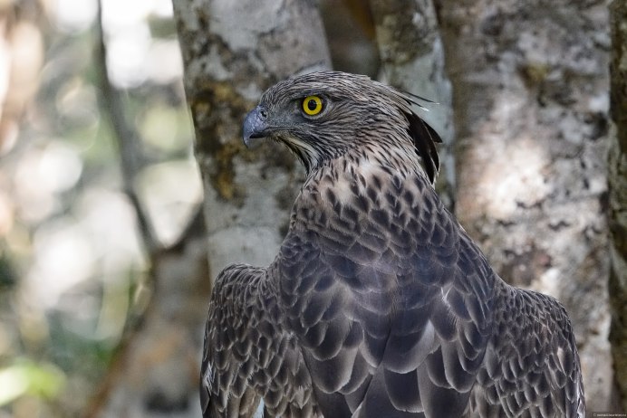 Nisaetus bartelsi