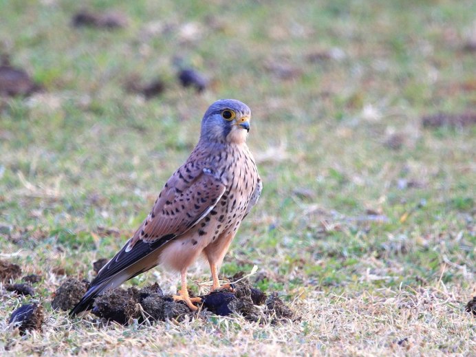 Обыкнове́нная пустельга́ ( Falco tinnunculus)