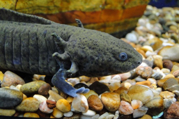 Ambystoma mexicanum взрослая