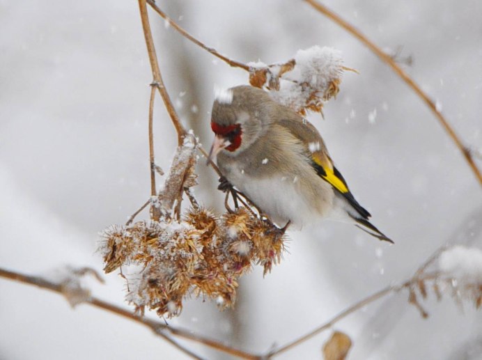 American Goldfinch птица