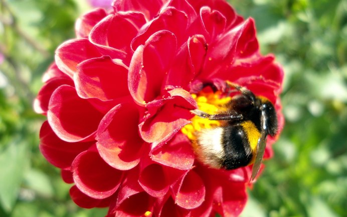 Оса с красным брюшком