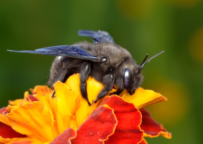 Самая красивая пчела в мире