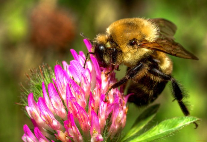Пчела в пыльце Макросъемка