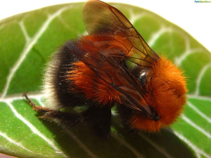 Шмель полевой