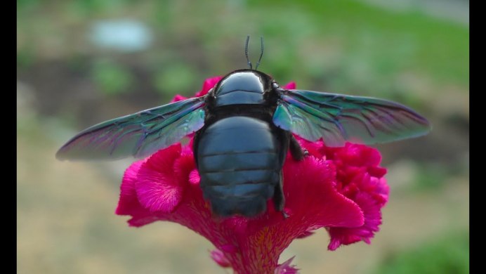 Шмель с красными мешочками