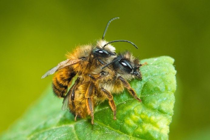 На цветах насекомые опылители