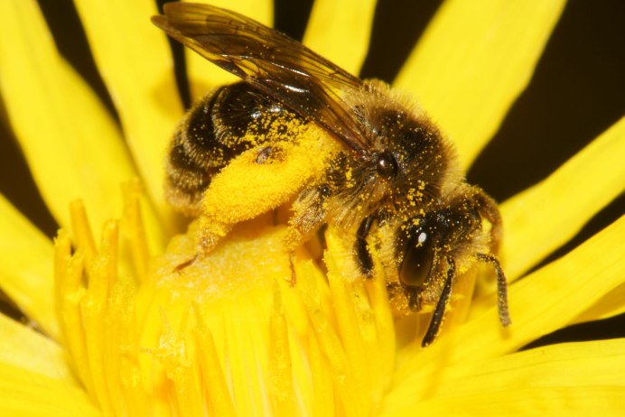 Черная пчела