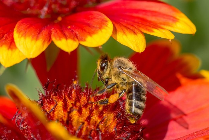Нектар с цветов оранжевых