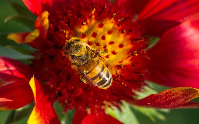 Оса бархатный муравей