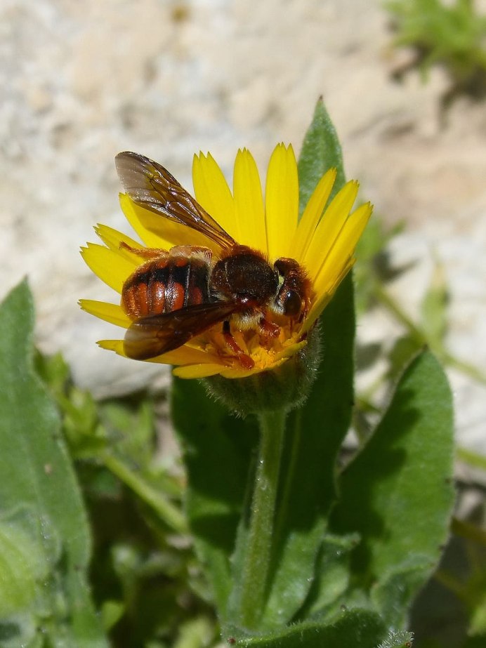 Красная пчела rhodantidum