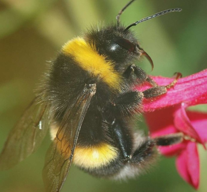 Шмель Bombus pascuorum