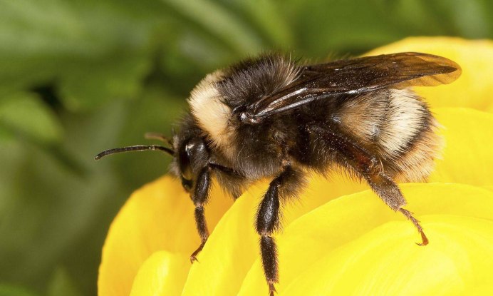 Цветочный нектар