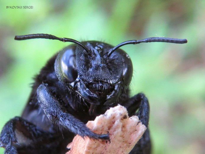 Маленькие птички в Турции на курортах и на цветах как пчела