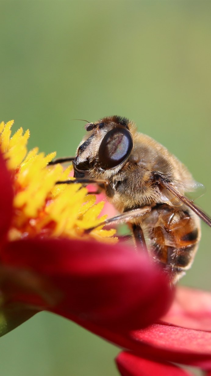 Пчела на Красном цветке