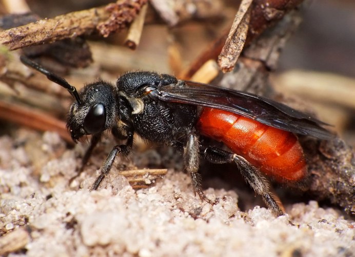 Пчелиная пыльца (Bee pollen)