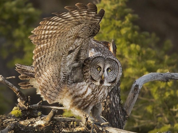 Болотная Сова (ASIO flammeus)