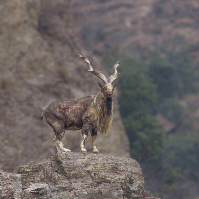 Markhor Goat