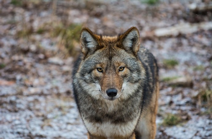 Canis Lupus cubanensis