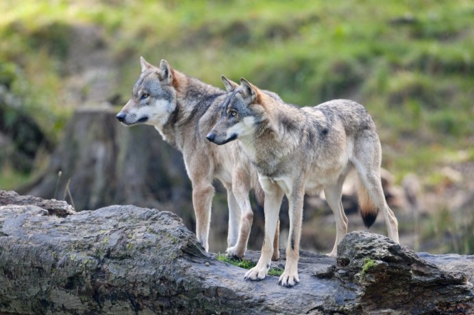 Сибирский волкособ