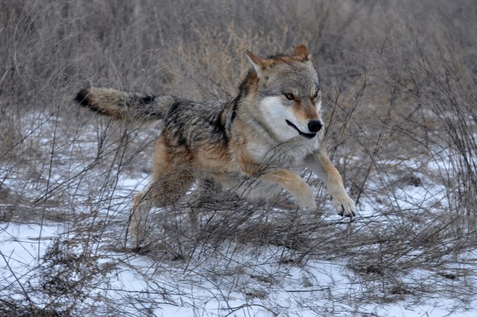 Среднерусский Лесной волк