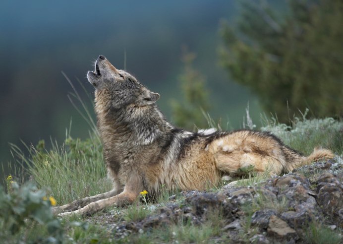 Дикий Лесной волк