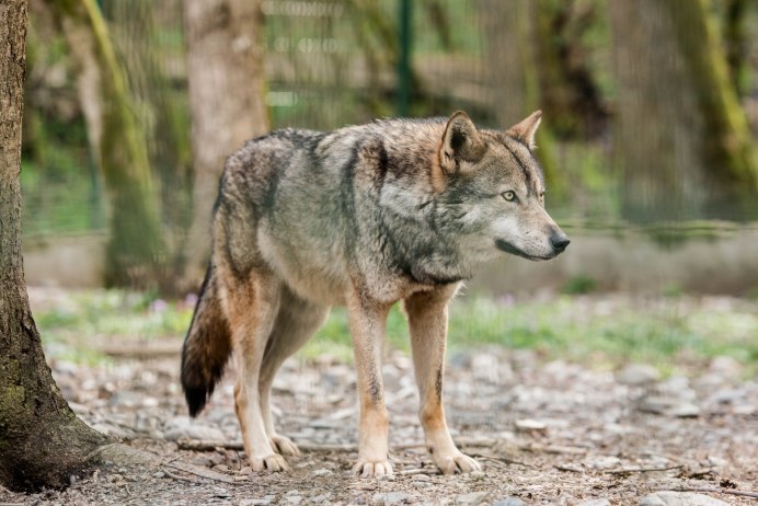 Макензенский волк