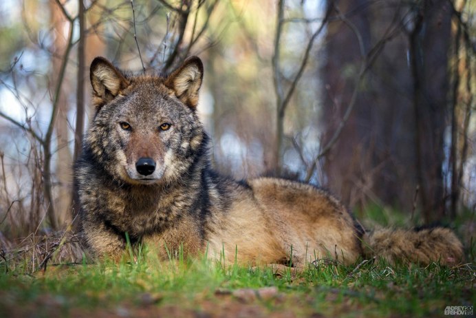 Волк серый обыкновенный