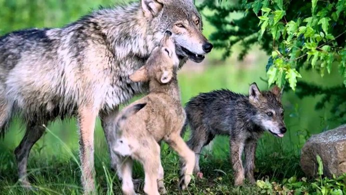 Сочинские волки