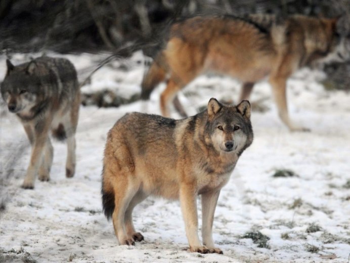 Большая стая Волков