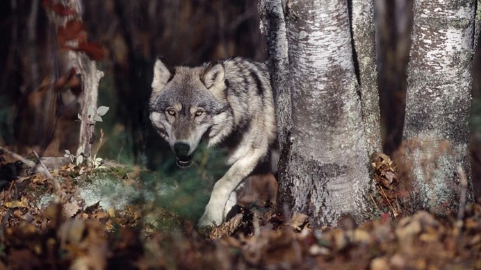 Волк семейство псовых