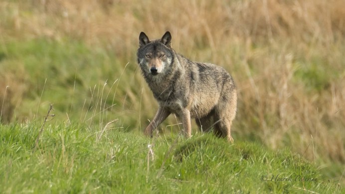 Буффалский волк