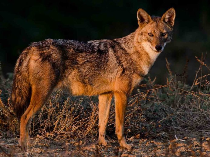 Волк, волчица, волчата – Волчье Логово,