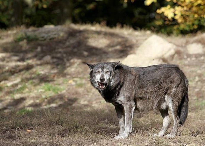 «Серый волк» (Сары Буре)