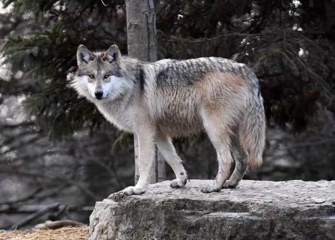 Canis Lupus Campestris