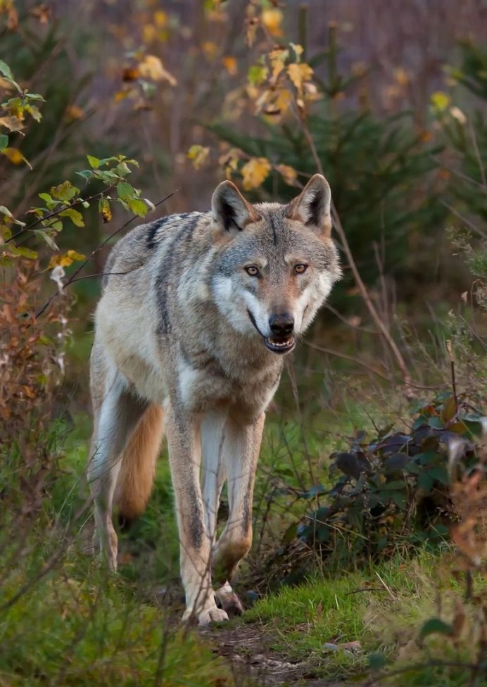 Волки в Волгоградской области