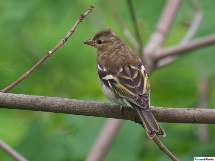 Зяблик (fringilla COELEBS)