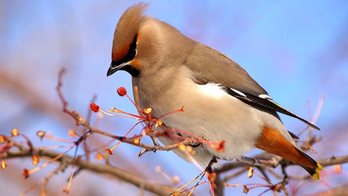 Bohemian Waxwing птица