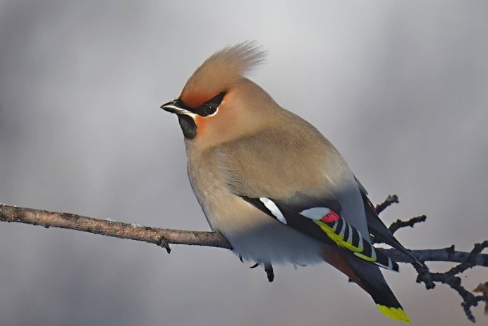 Свиристель (Bombycilla garrulus)