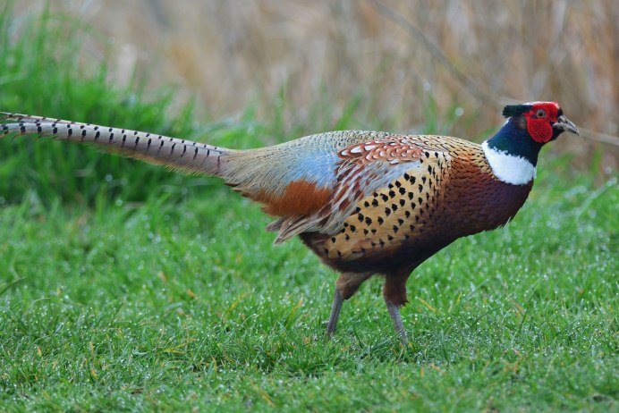 Фазан обыкновенный Phasianus colchicus