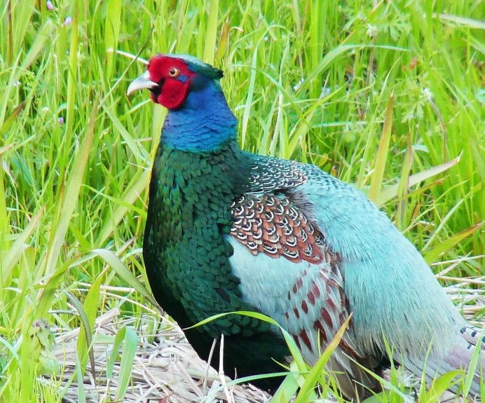 Румынский фазан самка