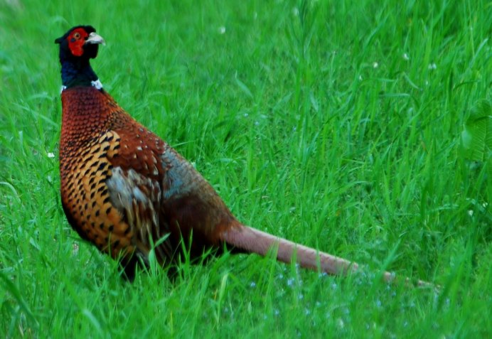 Зелёный фазан / Phasianus versicolor