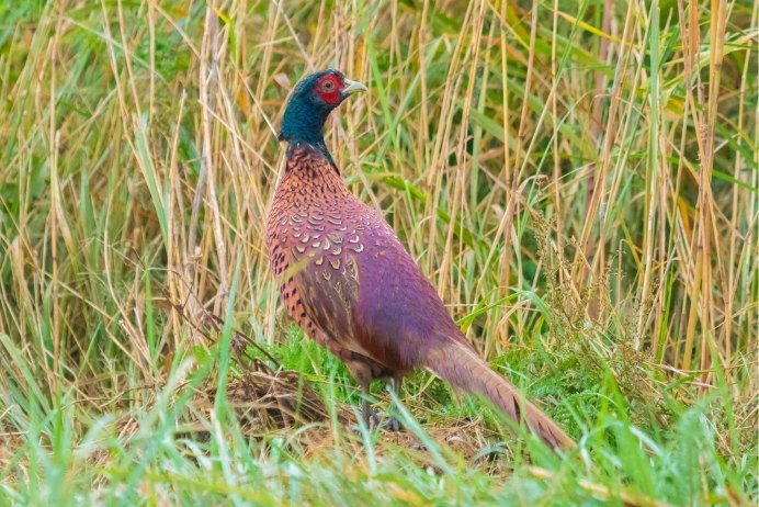 Королевский фазан самка