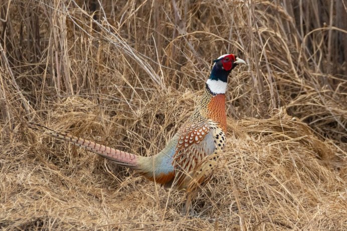 Фазан румынский изумрудный