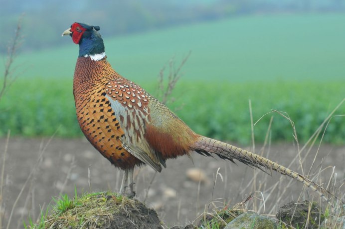 Фазан сатир